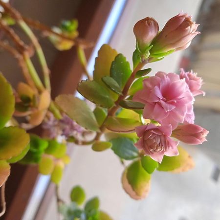 Casa Stella Apartment Кастел ди Сангро Екстериор снимка